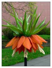 Kaiserkrone (Fritillaria imperialis), Version orange