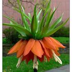 Kaiserkrone (Fritillaria imperialis), Version orange