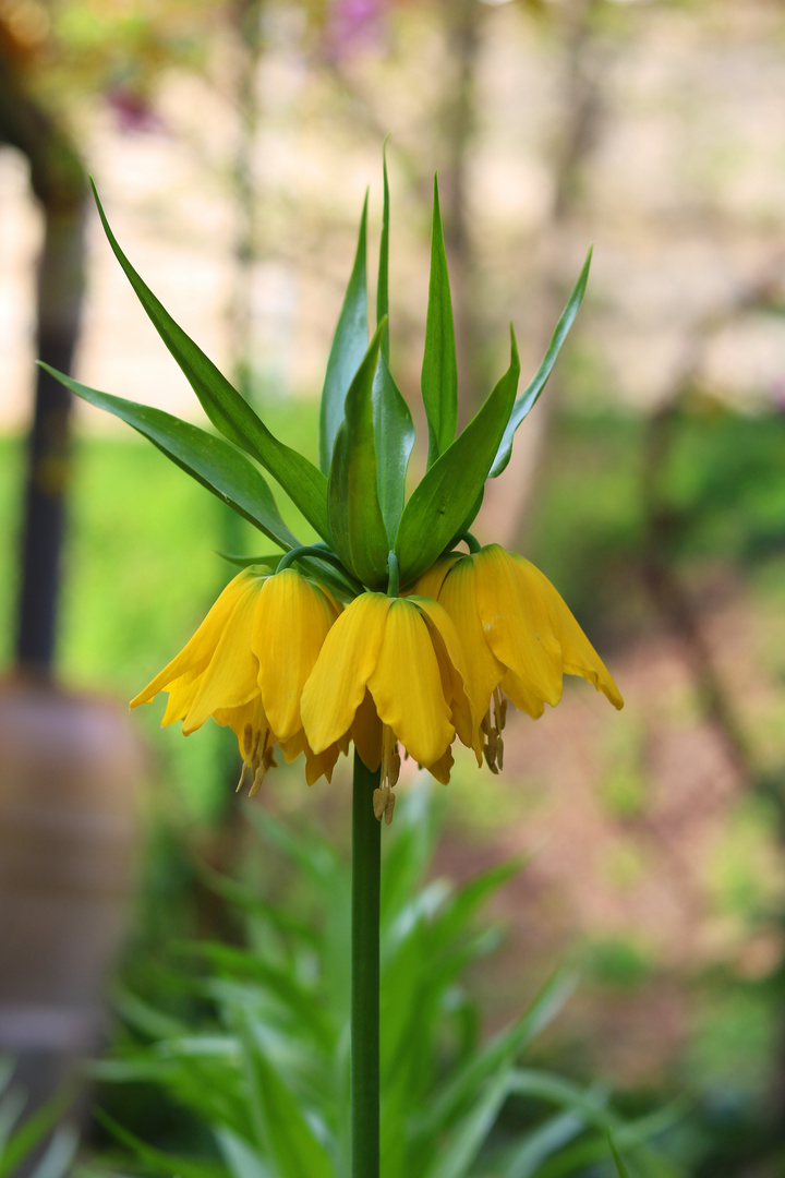 Kaiserkrone gelb