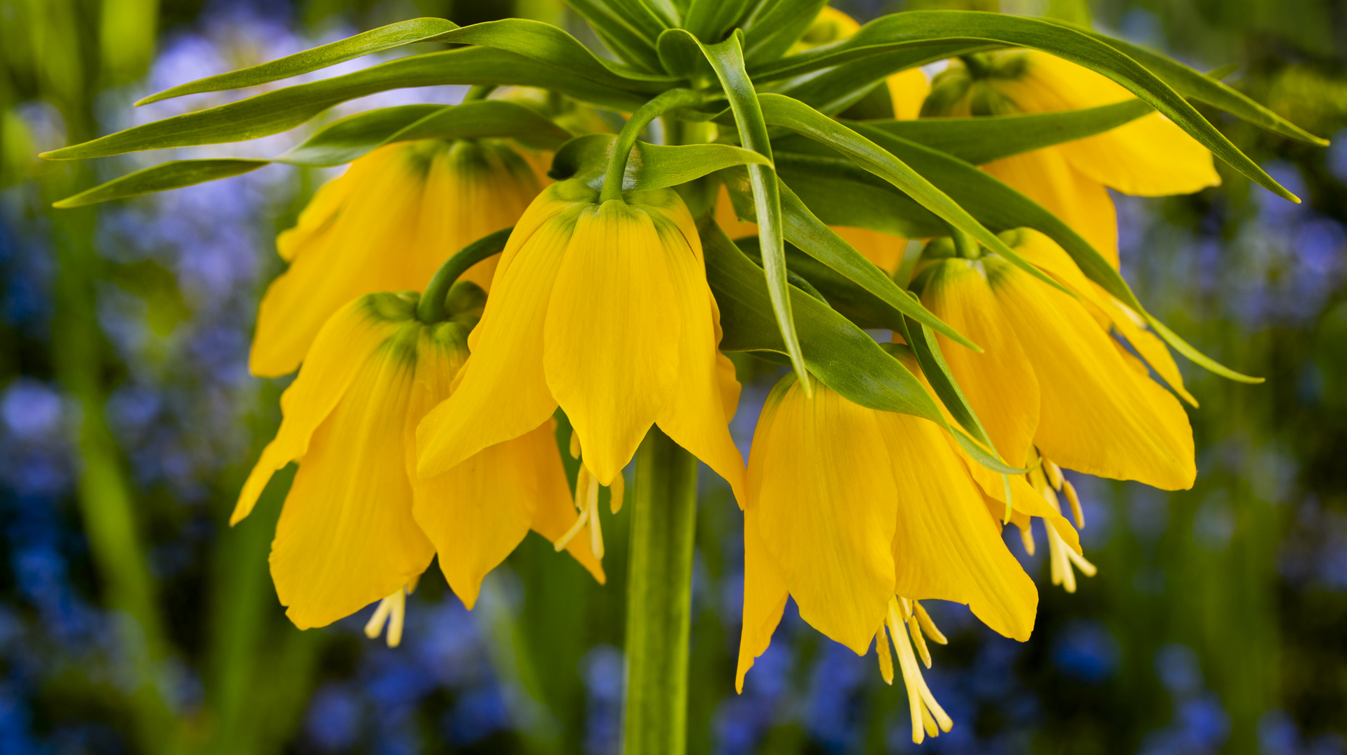 Kaiserkrone (Gelbe Fritillaria Imperialis)