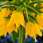 Kaiserkrone (Gelbe Fritillaria Imperialis)