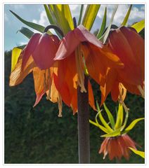 Kaiserkrone im Licht