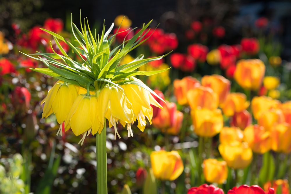 Kaiserkrone im Tulpenfeld