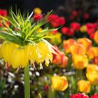 Kaiserkrone im Tulpenfeld