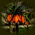 Kaiserkrone in meinen Garten