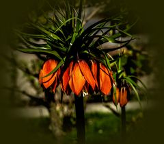 Kaiserkrone in meinen Garten