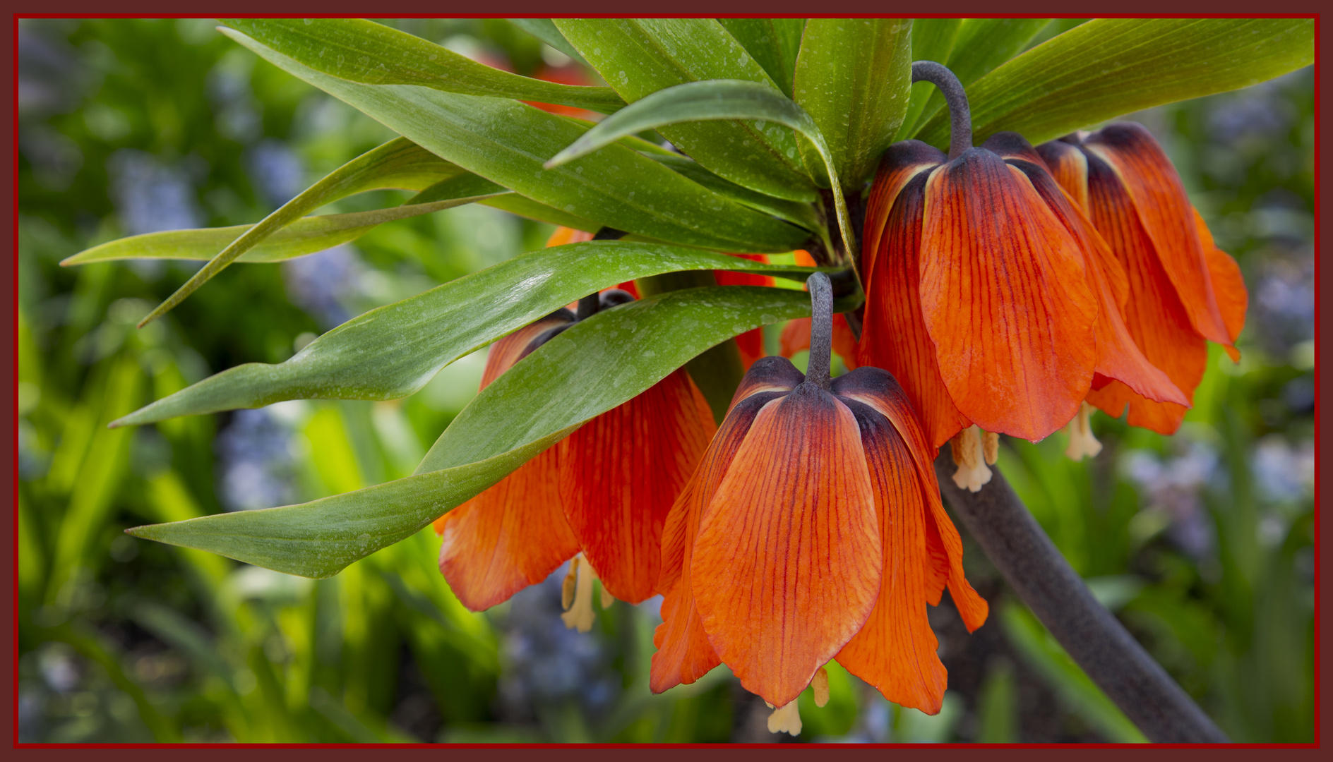 Kaiserkrone in Orange