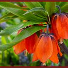 Kaiserkrone in Orange