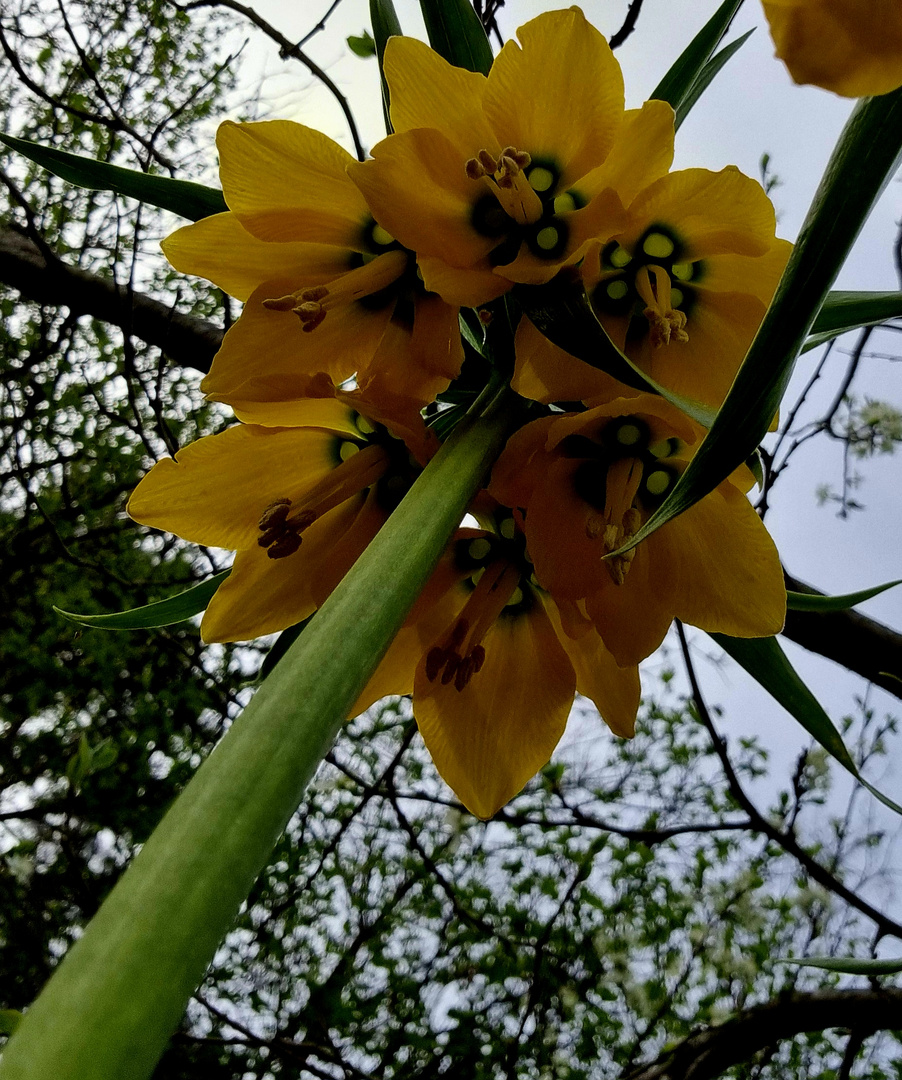  Kaiserkrone in voller Blüte 