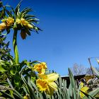 Kaiserkrone mit Begleitung