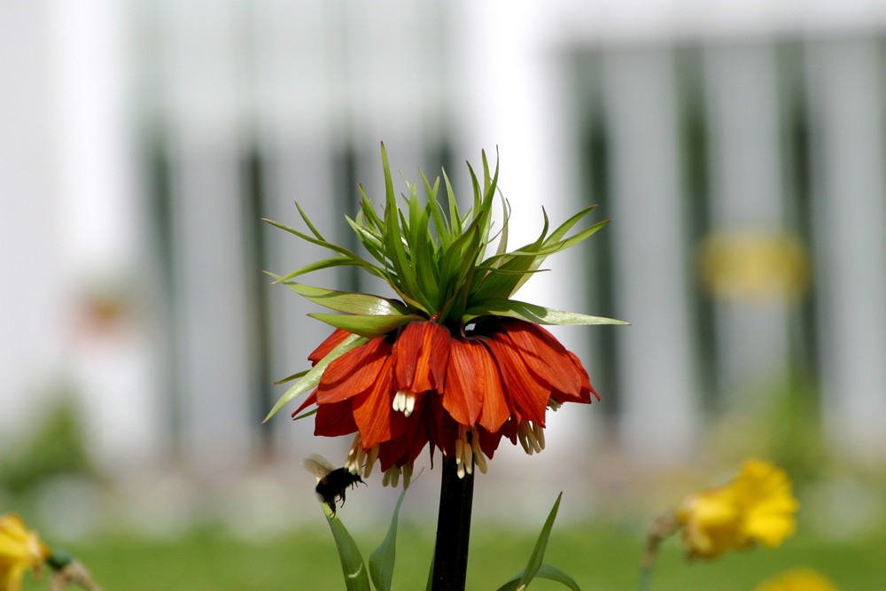 Kaiserkrone mit Hummel