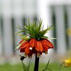 Kaiserkrone mit Hummel