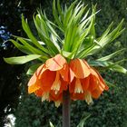 " KAISERKRONEN BLÜTE "