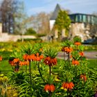 Kaiserkronen im Blumenhof, Koblenz