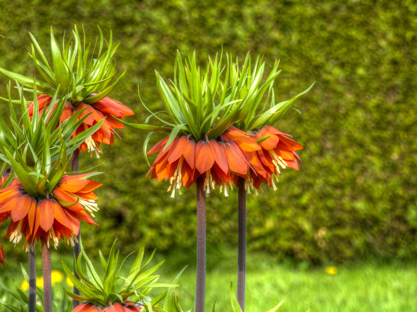 Kaiserkronen im Botanischen Garten München-Nymphenburg