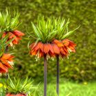 Kaiserkronen im Botanischen Garten München-Nymphenburg