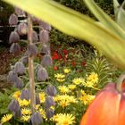 Kaiserkronen im eigenen Garten!