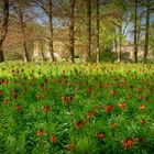 Kaiserkronen im Frühling