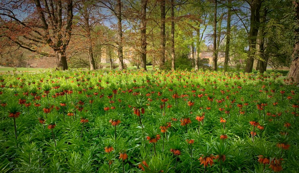 Kaiserkronen im Frühling