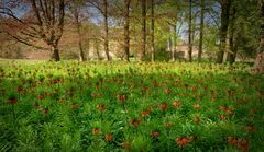 Kaiserkronen im Frühling