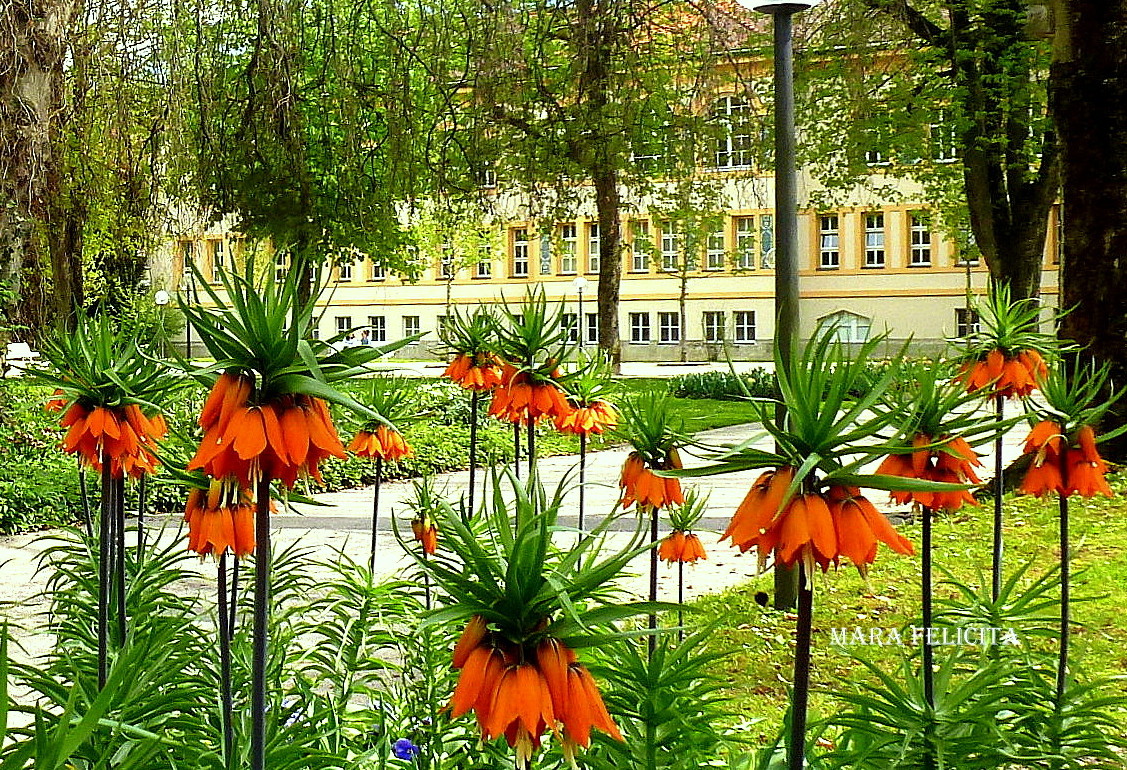 KAISERKRONEN  .....in unserem Kurgarten