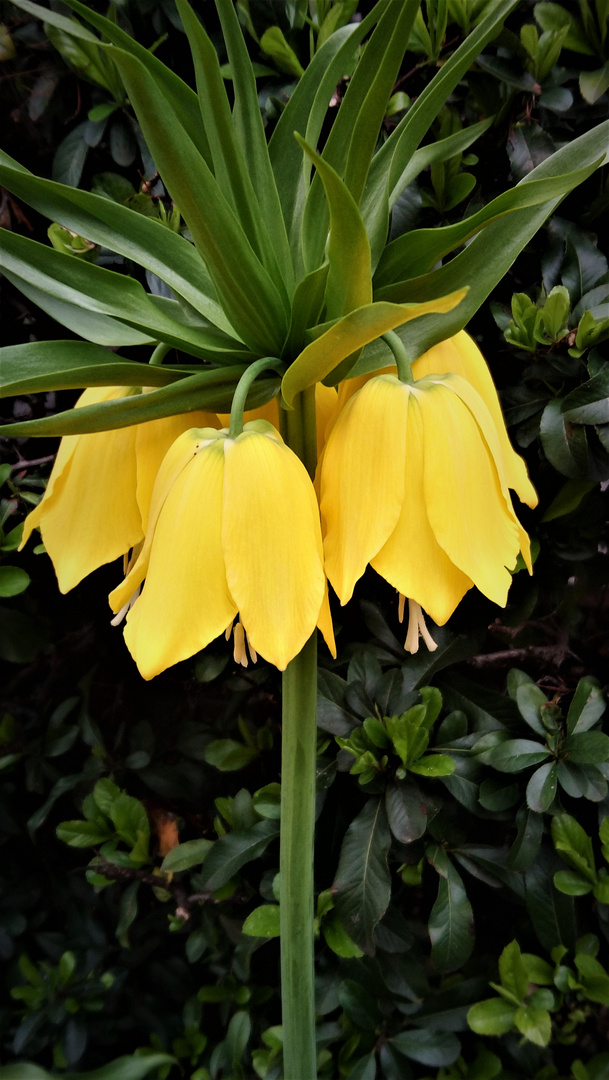 Kaiserkronenblüte gelb