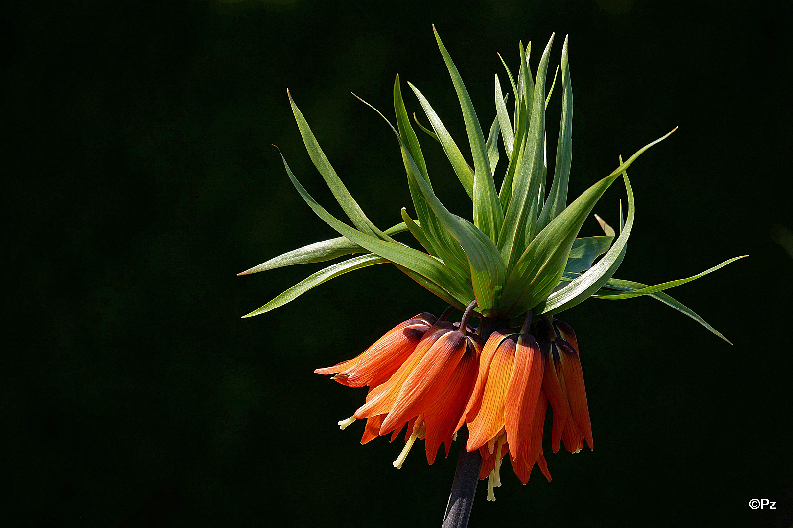 Kaiserkronenblüten ...