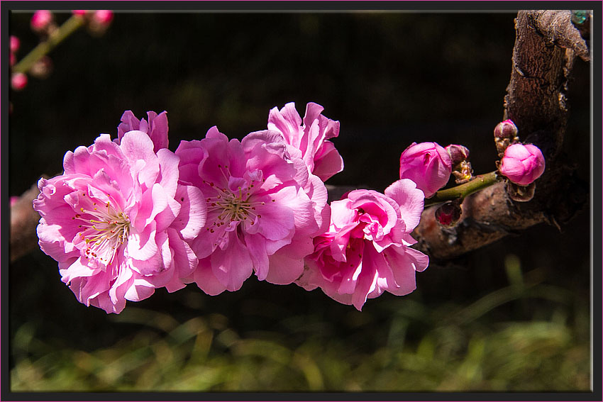 KAISERLICHE BLÜTEN