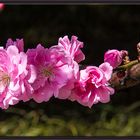 KAISERLICHE BLÜTEN