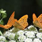 Kaiserliche Parade