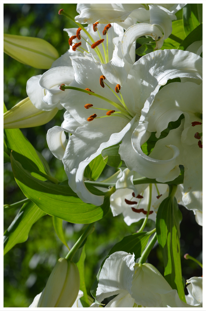 Kaiserlilien