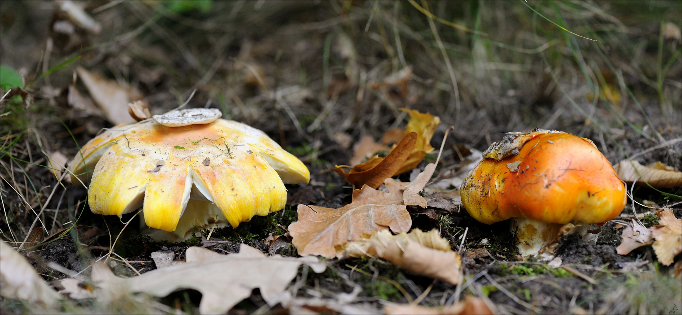 Kaiserling Foto & Bild | wald, natur, landschaft Bilder auf fotocommunity