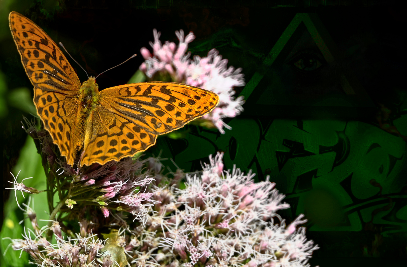 Kaisermantel 2 (Argynnis paphia)