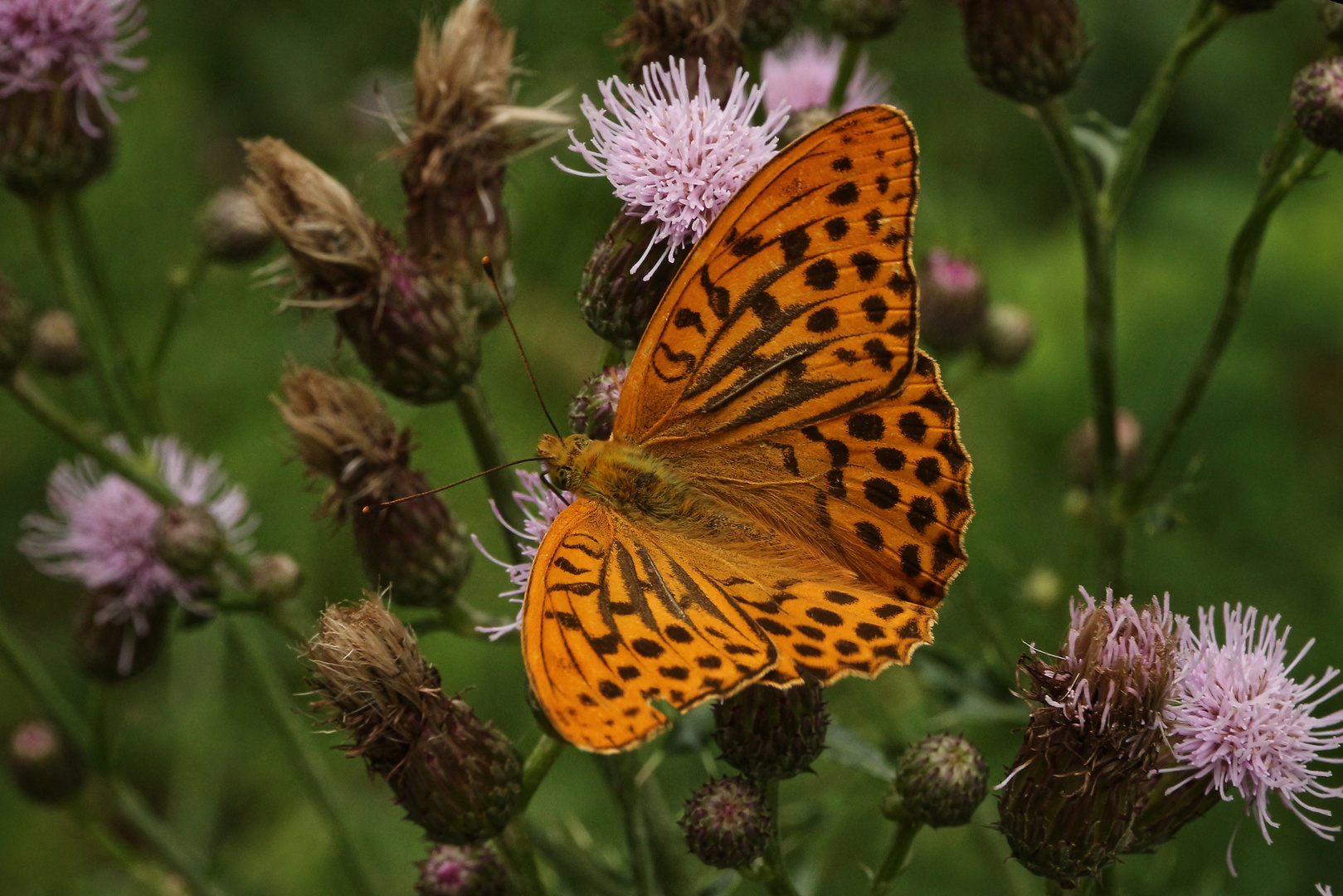 Kaisermantel (2019_07_21_EOS 100D_4878_ji)