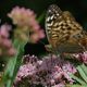 wie heit dieser schmetterling?