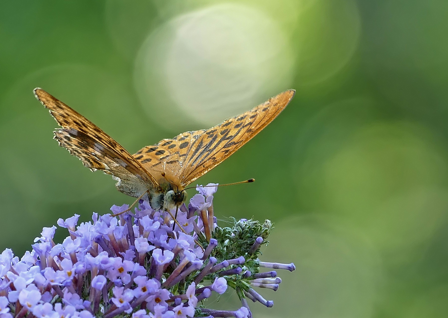 Kaisermantel Foto & Bild wald, sommer, insekten Bilder auf