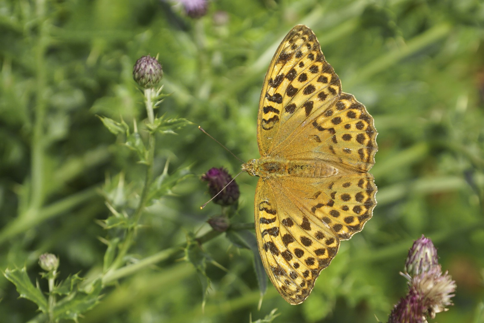 Kaisermantel Foto & Bild tiere, wildlife, schmetterlinge Bilder auf