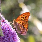 Kaisermantel am Sommerflieder.....