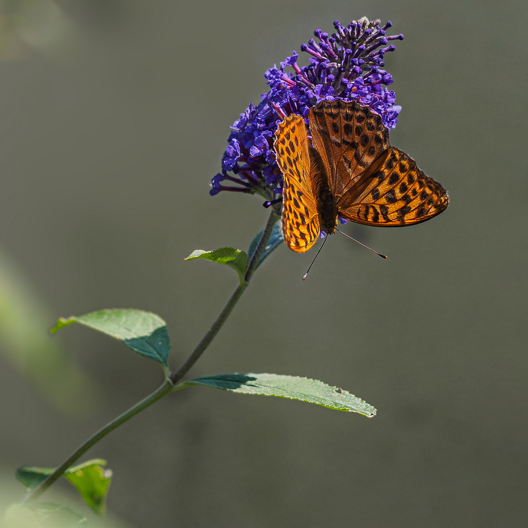 Kaisermantel an Schmetterlingsflieder