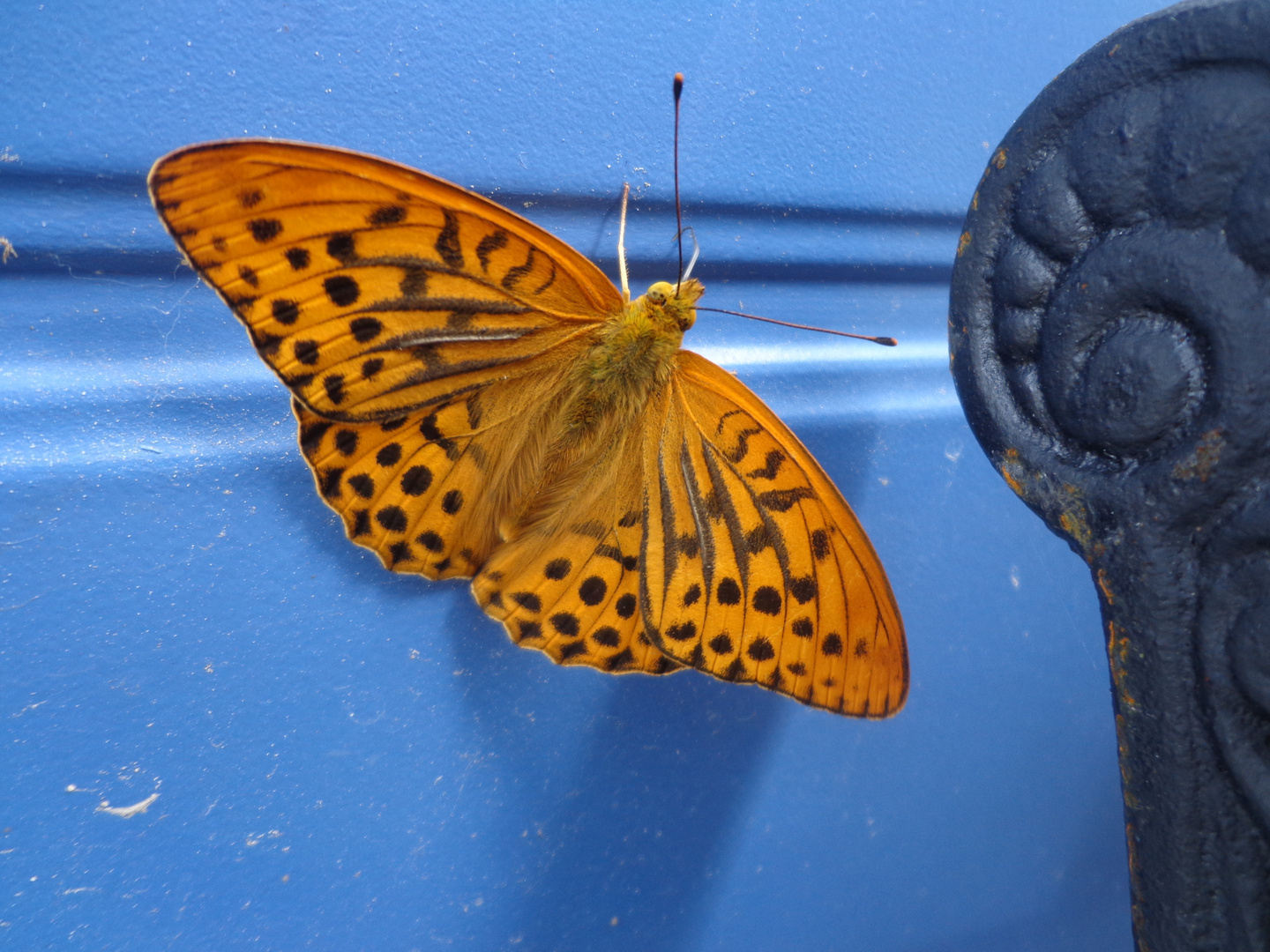 Kaisermantel ( Argynnis pahia )