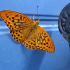 Kaisermantel ( Argynnis pahia )