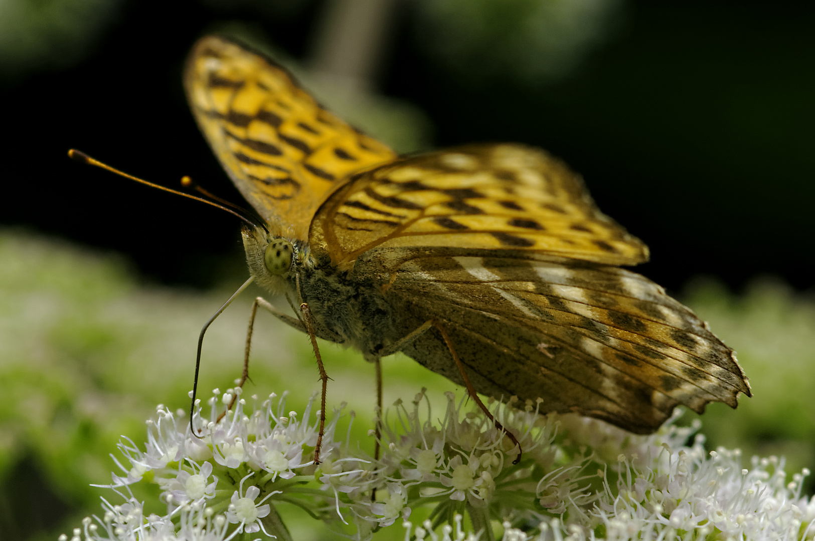 Kaisermantel (Argynnis pahia)