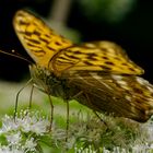 Kaisermantel (Argynnis pahia)