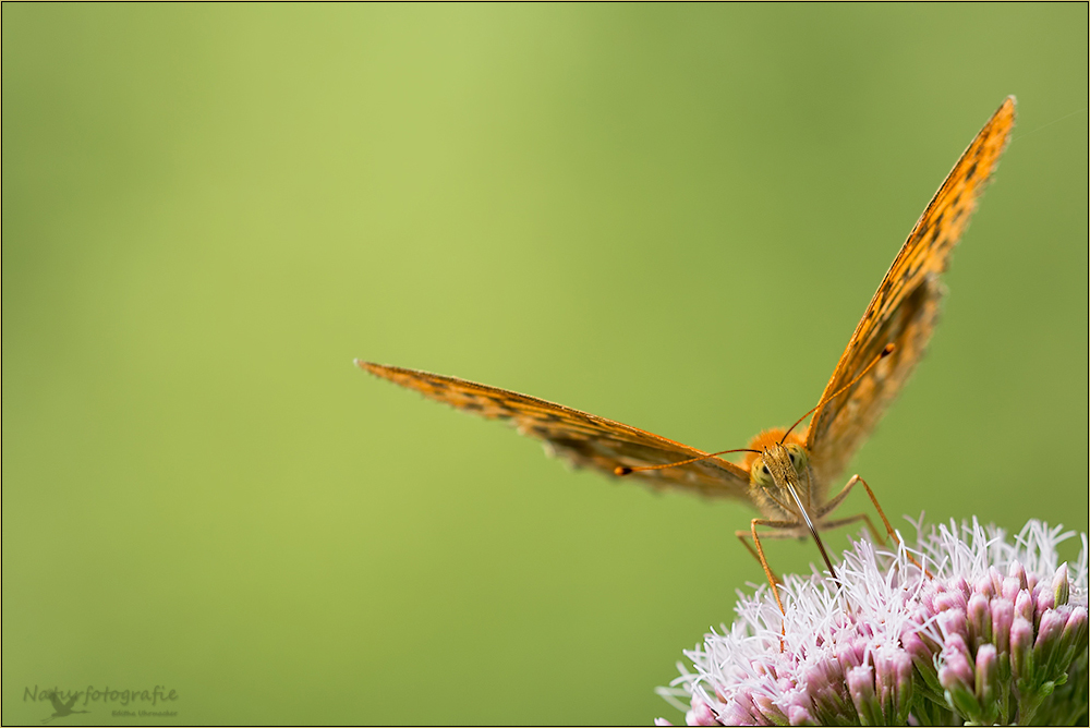 kaisermantel ( argynnis paphia ) 01/13