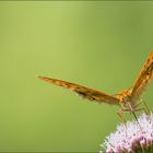 kaisermantel ( argynnis paphia ) 01/13