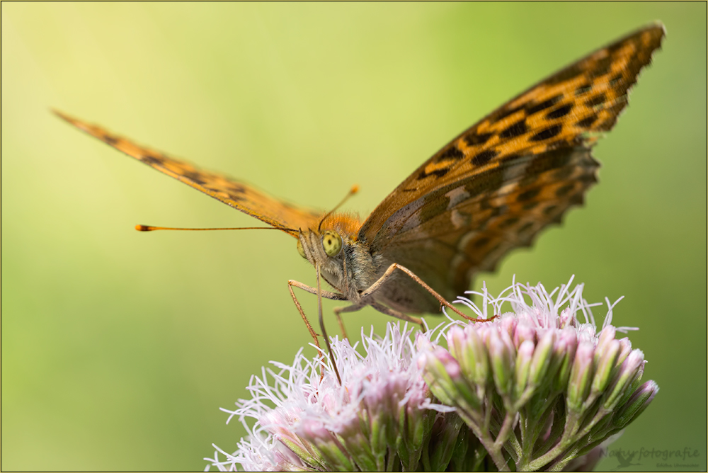 kaisermantel ( argynnis paphia ) 02/13