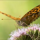 kaisermantel ( argynnis paphia ) 02/13