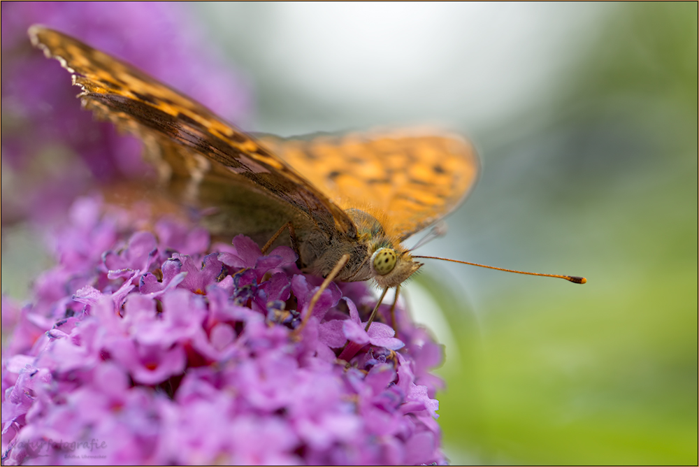 kaisermantel ( argynnis paphia ) 03/13 weiblich