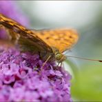 kaisermantel ( argynnis paphia ) 03/13 weiblich