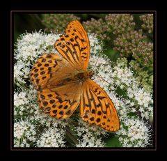 Kaisermantel (Argynnis paphia)